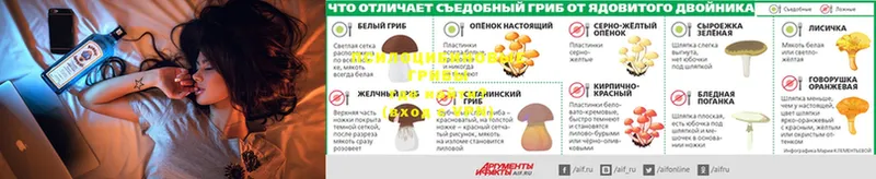 где продают наркотики  Осташков  Псилоцибиновые грибы мицелий 